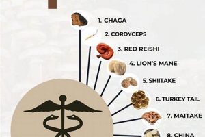Ancient Herbals: Herbal Mushrooms & Wellness The Ultimate Herbal Remedies Guide: Natural Healing for a Healthier Life Ancient Herbals: Herbal Mushrooms & Wellness | The Ultimate Herbal Remedies Guide: Natural Healing for a Healthier Life