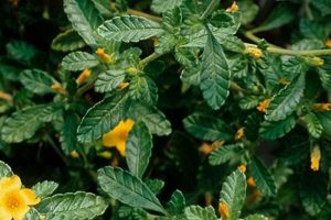 Unlock Herbal Damiana: Benefits & Uses Today The Ultimate Herbal Remedies Guide: Natural Healing for a Healthier Life Unlock Herbal Damiana: Benefits & Uses Today | The Ultimate Herbal Remedies Guide: Natural Healing for a Healthier Life