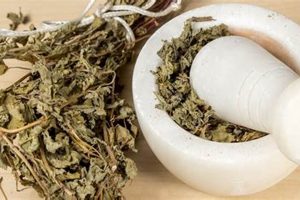 DIY Herbal Abortions: Dangers & Safer Options The Ultimate Herbal Remedies Guide: Natural Healing for a Healthier Life DIY Herbal Abortions: Dangers & Safer Options | The Ultimate Herbal Remedies Guide: Natural Healing for a Healthier Life