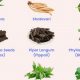 Natural Fatty Liver Herbal Remedies That Work! | The Ultimate Herbal Remedies Guide: Natural Healing for a Healthier Life