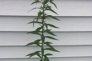 Cattaraugus County Herbal: ID Tall Weeds For Health The Ultimate Herbal Remedies Guide: Natural Healing for a Healthier Life Cattaraugus County Herbal: ID Tall Weeds For Health | The Ultimate Herbal Remedies Guide: Natural Healing for a Healthier Life