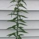 Cattaraugus County Herbal: ID Tall Weeds For Health | The Ultimate Herbal Remedies Guide: Natural Healing for a Healthier Life