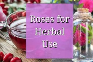 Unlock Rose Herbal Uses: Beauty & Wellness The Ultimate Herbal Remedies Guide: Natural Healing for a Healthier Life Unlock Rose Herbal Uses: Beauty & Wellness | The Ultimate Herbal Remedies Guide: Natural Healing for a Healthier Life