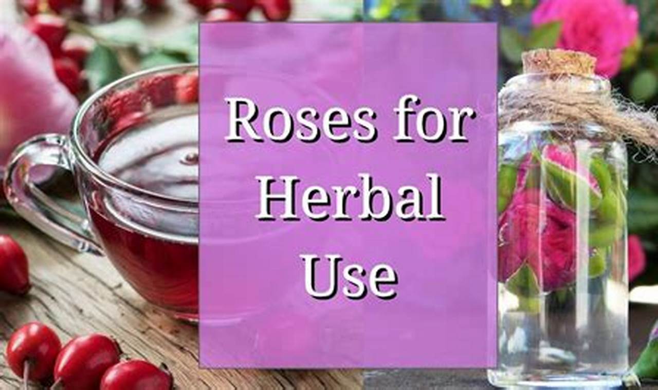 Unlock Rose Herbal Uses: Beauty & Wellness The Ultimate Herbal Remedies Guide: Natural Healing for a Healthier Life Unlock Rose Herbal Uses: Beauty & Wellness | The Ultimate Herbal Remedies Guide: Natural Healing for a Healthier Life