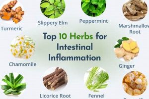 Best Anti Inflammatory Herbal Remedies Guide [2024] | The Ultimate Herbal Remedies Guide: Natural Healing for a Healthier Life