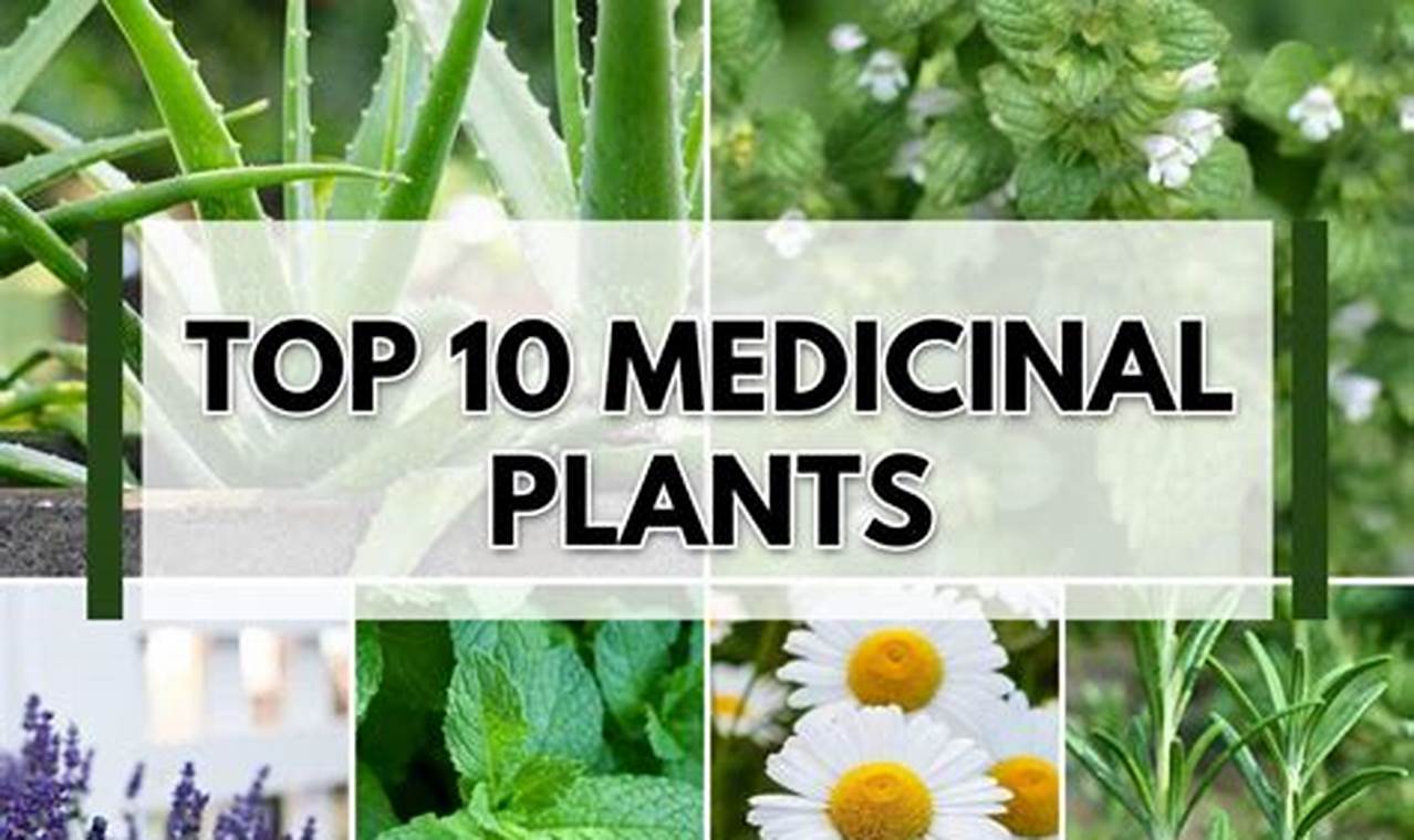 Guide: Herbal Medicinal Plants with Pictures for Healing The Ultimate Herbal Remedies Guide: Natural Healing for a Healthier Life Guide: Herbal Medicinal Plants with Pictures for Healing | The Ultimate Herbal Remedies Guide: Natural Healing for a Healthier Life