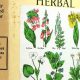Culpeper's Herbal: Ancient Remedies & Modern Uses | The Ultimate Herbal Remedies Guide: Natural Healing for a Healthier Life
