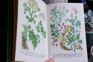 Discover Old Herbal Books: Ancient Plant Remedies The Ultimate Herbal Remedies Guide: Natural Healing for a Healthier Life Discover Old Herbal Books: Ancient Plant Remedies | The Ultimate Herbal Remedies Guide: Natural Healing for a Healthier Life