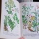 Discover Old Herbal Books: Ancient Plant Remedies | The Ultimate Herbal Remedies Guide: Natural Healing for a Healthier Life