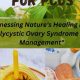 Natural Herbal Remedies for Polycystic Ovary Syndrome Relief | The Ultimate Herbal Remedies Guide: Natural Healing for a Healthier Life