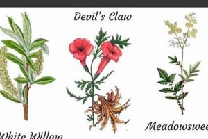 Natural Herbal Plants for Pain Relief Today The Ultimate Herbal Remedies Guide: Natural Healing for a Healthier Life Natural Herbal Plants for Pain Relief Today | The Ultimate Herbal Remedies Guide: Natural Healing for a Healthier Life