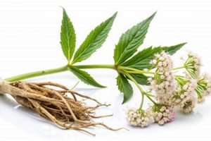 Natural Herbals: Find Herbal Alternative to Valium Today The Ultimate Herbal Remedies Guide: Natural Healing for a Healthier Life Natural Herbals: Find Herbal Alternative to Valium Today | The Ultimate Herbal Remedies Guide: Natural Healing for a Healthier Life