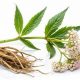 Natural Herbals: Find Herbal Alternative to Valium Today | The Ultimate Herbal Remedies Guide: Natural Healing for a Healthier Life