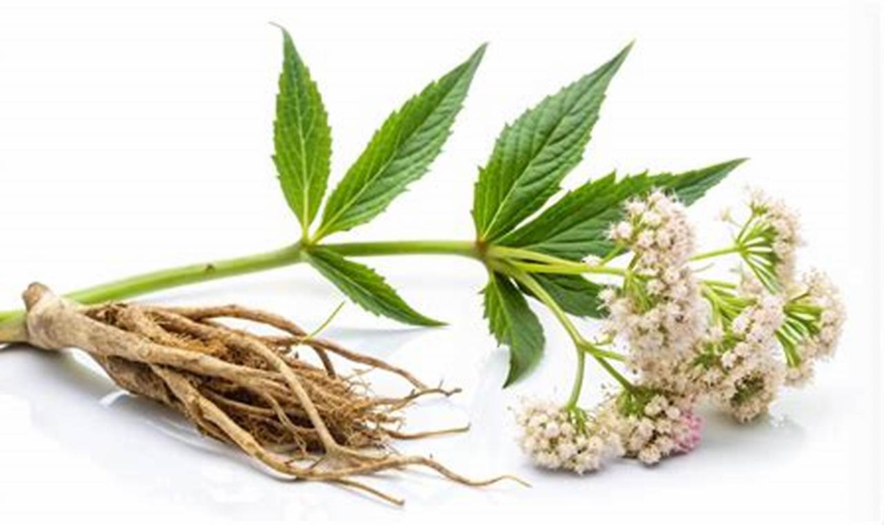 Natural Herbals: Find Herbal Alternative to Valium Today The Ultimate Herbal Remedies Guide: Natural Healing for a Healthier Life Natural Herbals: Find Herbal Alternative to Valium Today | The Ultimate Herbal Remedies Guide: Natural Healing for a Healthier Life