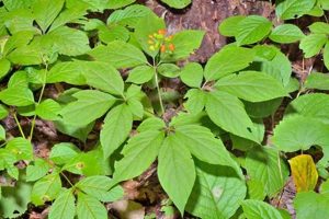 Benefits of Ginseng Herbal Plant: Your Wellness Guide | The Ultimate Herbal Remedies Guide: Natural Healing for a Healthier Life