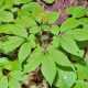 Benefits of Ginseng Herbal Plant: Your Wellness Guide | The Ultimate Herbal Remedies Guide: Natural Healing for a Healthier Life