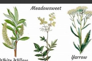 Natural Fever Relief: Herbal Medicines & Remedies The Ultimate Herbal Remedies Guide: Natural Healing for a Healthier Life Natural Fever Relief: Herbal Medicines & Remedies | The Ultimate Herbal Remedies Guide: Natural Healing for a Healthier Life