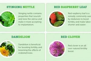 Natural Herbal Remedies for Endometriosis Pain Relief The Ultimate Herbal Remedies Guide: Natural Healing for a Healthier Life Natural Herbal Remedies for Endometriosis Pain Relief | The Ultimate Herbal Remedies Guide: Natural Healing for a Healthier Life