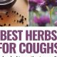Natural Herbal Remedies for Cough: Soothe Your Symptoms Fast | The Ultimate Herbal Remedies Guide: Natural Healing for a Healthier Life
