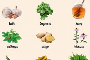 Natural Herbal Remedies Antibiotics: Uses & Risks | The Ultimate Herbal Remedies Guide: Natural Healing for a Healthier Life