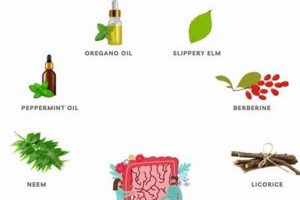 Natural Herbal Remedies for SIBO: Relief Guide | The Ultimate Herbal Remedies Guide: Natural Healing for a Healthier Life