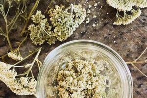 Discover Herbal Yarrow: Uses & Benefits Guide | The Ultimate Herbal Remedies Guide: Natural Healing for a Healthier Life