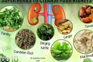 Natural Herbal Treatment for Kidney Problems Relief The Ultimate Herbal Remedies Guide: Natural Healing for a Healthier Life Natural Herbal Treatment for Kidney Problems Relief | The Ultimate Herbal Remedies Guide: Natural Healing for a Healthier Life