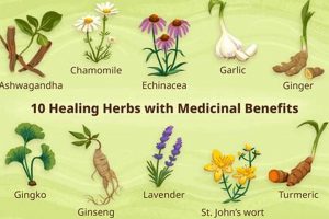 Natural Boost: Herbal Remedies for Mental Health Today | The Ultimate Herbal Remedies Guide: Natural Healing for a Healthier Life