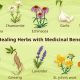 Natural Boost: Herbal Remedies for Mental Health Today | The Ultimate Herbal Remedies Guide: Natural Healing for a Healthier Life