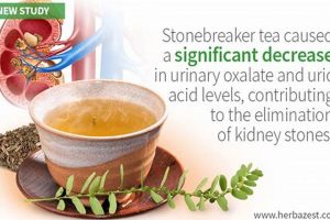 Tea & Can Herbal Tea Cause Kidney Stones? Risks & Safety | The Ultimate Herbal Remedies Guide: Natural Healing for a Healthier Life