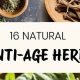 Best Anti Aging Herbal Remedies: Nature's Secret | The Ultimate Herbal Remedies Guide: Natural Healing for a Healthier Life