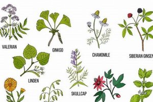 Natural Boost: Best Herbal Remedies for ADHD Relief | The Ultimate Herbal Remedies Guide: Natural Healing for a Healthier Life