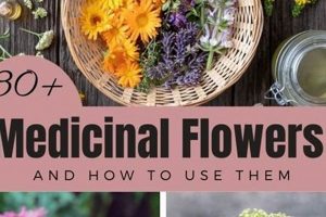 Benefits of Herbal Flowers: Natural Wellness Blossoms The Ultimate Herbal Remedies Guide: Natural Healing for a Healthier Life Benefits of Herbal Flowers: Natural Wellness Blossoms | The Ultimate Herbal Remedies Guide: Natural Healing for a Healthier Life