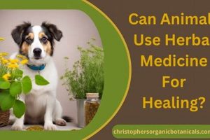 Natural Herbal Animals: Benefits & Risks Explored | The Ultimate Herbal Remedies Guide: Natural Healing for a Healthier Life