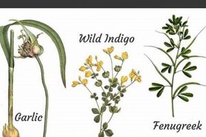 Natural Herbal Remedies for Ear Infections Relief | The Ultimate Herbal Remedies Guide: Natural Healing for a Healthier Life