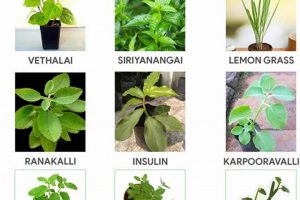 Essential Herbal Plants List: Benefits & Uses | The Ultimate Herbal Remedies Guide: Natural Healing for a Healthier Life