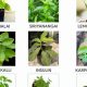 Best Herbal Plant Guide: Benefits & Uses | The Ultimate Herbal Remedies Guide: Natural Healing for a Healthier Life