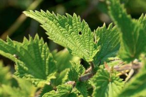 Natural Herbal Nettle Power: Uses & Benefits | The Ultimate Herbal Remedies Guide: Natural Healing for a Healthier Life