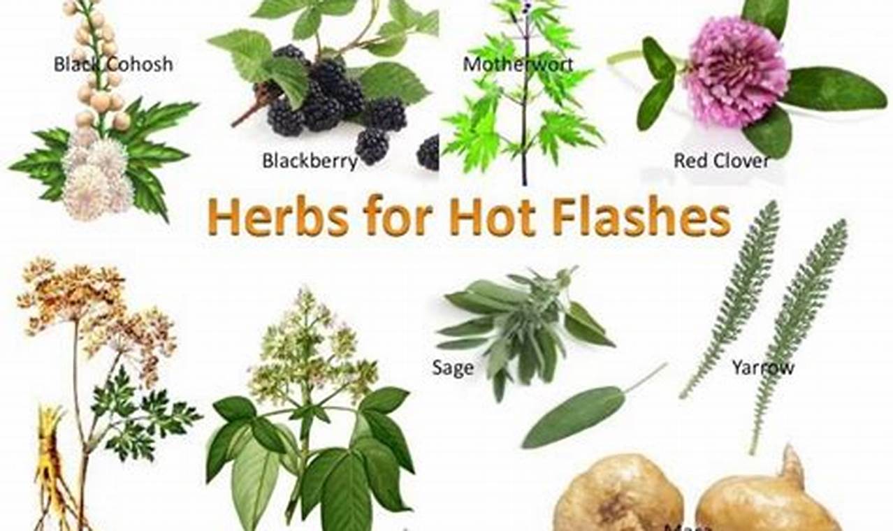 Natural Hot Flushes Herbal Remedies: Relief Guide The Ultimate Herbal Remedies Guide: Natural Healing for a Healthier Life Natural Hot Flushes Herbal Remedies: Relief Guide | The Ultimate Herbal Remedies Guide: Natural Healing for a Healthier Life