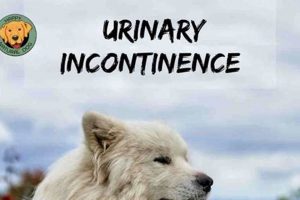 Natural Herbal Remedies for Dog Incontinence Relief The Ultimate Herbal Remedies Guide: Natural Healing for a Healthier Life Natural Herbal Remedies for Dog Incontinence Relief | The Ultimate Herbal Remedies Guide: Natural Healing for a Healthier Life