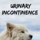 Natural Herbal Remedies for Dog Incontinence Relief | The Ultimate Herbal Remedies Guide: Natural Healing for a Healthier Life