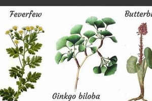 Natural Relief: Herbal Cure for Migraine & Prevention The Ultimate Herbal Remedies Guide: Natural Healing for a Healthier Life Natural Relief: Herbal Cure for Migraine & Prevention | The Ultimate Herbal Remedies Guide: Natural Healing for a Healthier Life