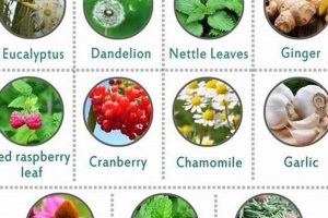 Natural Herbal Pregnancy Support & Safety Tips | The Ultimate Herbal Remedies Guide: Natural Healing for a Healthier Life