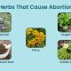 Is Herbal Abortion Tea Safe? Risks &amp; Alternatives | The Ultimate Herbal Remedies Guide: Natural Healing for a Healthier Life