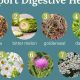 Boost Digestion: Herbal Bitters List Guide + Benefits | The Ultimate Herbal Remedies Guide: Natural Healing for a Healthier Life