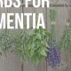 Natural Dementia Herbal Treatment: Options & Safety | The Ultimate Herbal Remedies Guide: Natural Healing for a Healthier Life