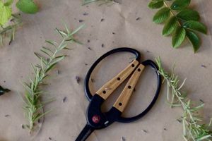 Best Herbal Scissors: Cut & Prep Herbs Easily! The Ultimate Herbal Remedies Guide: Natural Healing for a Healthier Life Best Herbal Scissors: Cut & Prep Herbs Easily! | The Ultimate Herbal Remedies Guide: Natural Healing for a Healthier Life