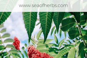 Discover Sumac Herbal: Benefits & Uses The Ultimate Herbal Remedies Guide: Natural Healing for a Healthier Life Discover Sumac Herbal: Benefits & Uses | The Ultimate Herbal Remedies Guide: Natural Healing for a Healthier Life