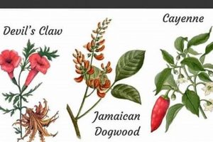 Natural Herbal Remedies for Fibromyalgia Relief Today! The Ultimate Herbal Remedies Guide: Natural Healing for a Healthier Life Natural Herbal Remedies for Fibromyalgia Relief Today! | The Ultimate Herbal Remedies Guide: Natural Healing for a Healthier Life