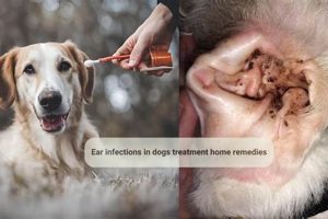 Natural Relief: Herbal Remedies for Dog Ear Infections Now! | The Ultimate Herbal Remedies Guide: Natural Healing for a Healthier Life
